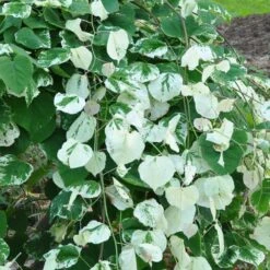 Whitewater Redbud Tree -Arbor Day Foundation Store Whitewater Redbud 2