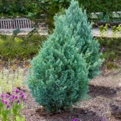 Juniper 'Wichita Blue' Tree -Arbor Day Foundation Store Wichita Blue Juniper 4