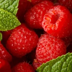 Willamette Red Raspberry Bush -Arbor Day Foundation Store Wiliamette Raspberry 5 FGT