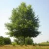 Willow Oak Tree -Arbor Day Foundation Store Willow Oak FGT 600x600 7d354e98 87f3 4b40 9a52 d954f7a224a0