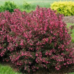 Wine & Roses® Weigela Shrub -Arbor Day Foundation Store Wine and Roses Weigela 2 FGT