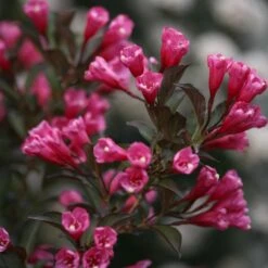 Wine & Roses® Weigela Shrub -Arbor Day Foundation Store Wine and Roses Weigela 3 FGT
