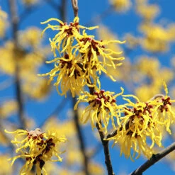 Common Witch Hazel Shrub 11 Common Witch Hazel Shrub -Arbor Day Foundation Store Witch Hazel 1