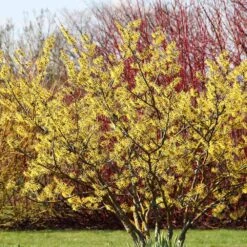 Common Witch Hazel Shrub 10 Common Witch Hazel Shrub -Arbor Day Foundation Store Witch Hazel 6