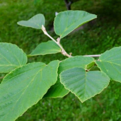 Diane Witch Hazel Shrub 10 Diane Witch Hazel Shrub -Arbor Day Foundation Store Witch Hazel Diane 2