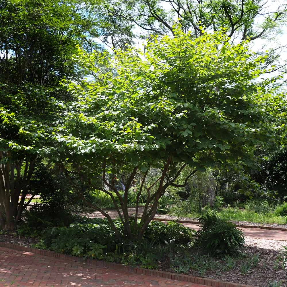 Diane Witch Hazel Shrub 7 Diane Witch Hazel Shrub - Image 5