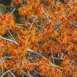 Jelena Witch Hazel Shrub -Arbor Day Foundation Store Witch Hazel Jelena 1