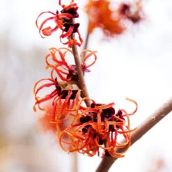 Jelena Witch Hazel Shrub -Arbor Day Foundation Store Witch Hazel Jelena 2