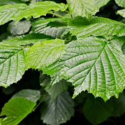 Jelena Witch Hazel Shrub -Arbor Day Foundation Store Witch Hazel Jelena 4