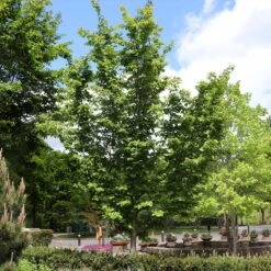 Jelena Witch Hazel Shrub -Arbor Day Foundation Store Witch Hazel Jelena 6