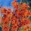 Jelena Witch Hazel Shrub -Arbor Day Foundation Store Witch Hazel Jelena 600x600jpg