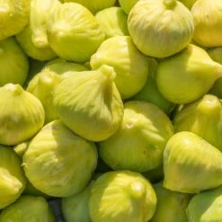 Yellow Fig Tree -Arbor Day Foundation Store Yellow Fig 1