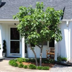 Yellow Fig Tree -Arbor Day Foundation Store Yellow Fig 5