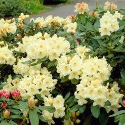 Arbor Day Foundation Store -Arbor Day Foundation Store Yellow Rhododendron 1 FGT