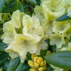Yellow Rhododendron 7 Yellow Rhododendron -Arbor Day Foundation Store Yellow Rhododendron 2 FGT