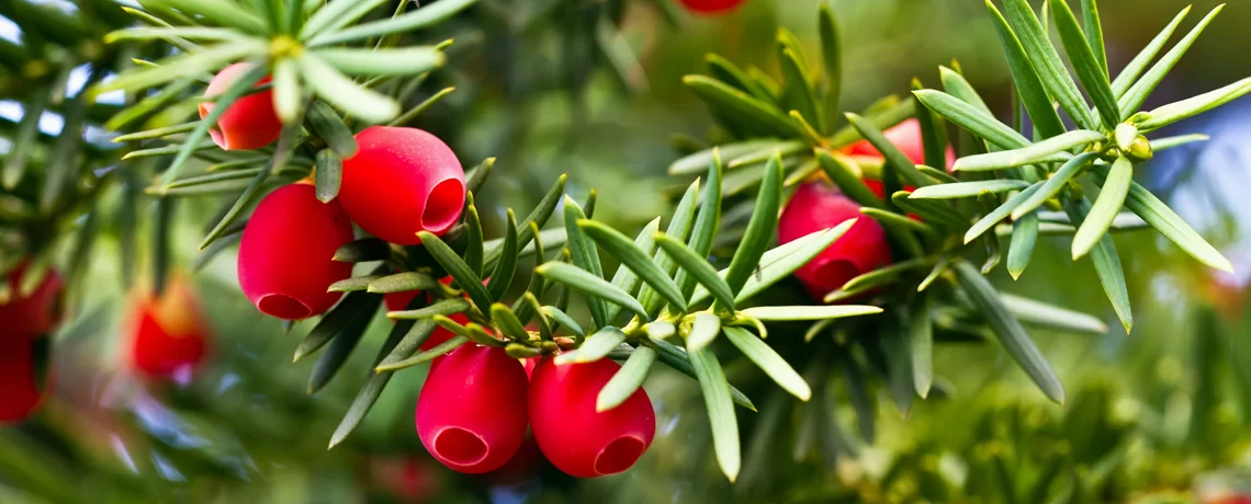 Arbor Day Foundation Store -Arbor Day Foundation Store Yew Banner 8