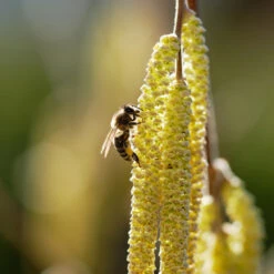 York Filbert Hazelnut -Arbor Day Foundation Store York Hazelnut 2