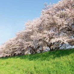 Yoshino Cherry Tree -Arbor Day Foundation Store Yoshino Cherry 7 FGT