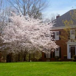 Yoshino Cherry Tree -Arbor Day Foundation Store Yoshino Cherry 8 FGT