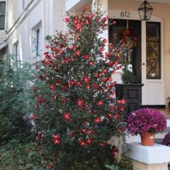 Yuletide Camellia -Arbor Day Foundation Store Yuletide Camellia 4 BB