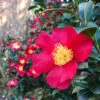 Yuletide Camellia 1 Yuletide Camellia -Arbor Day Foundation Store Yuletide Camellia FGT 600x600 d8764a37 d843 46db 86b7 92ef75364cf1
