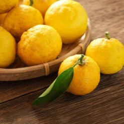 Yuzu Tree -Arbor Day Foundation Store Yuzu Citrus 3 FGT