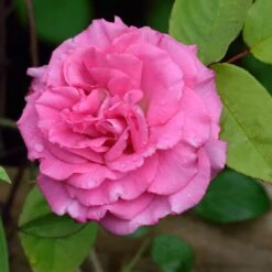 Zephirine Drouhin Climbing Rose -Arbor Day Foundation Store Zephirine Drouhin Rose 1 FGT