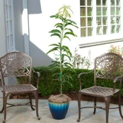 Condo Mango Tree -Arbor Day Foundation Store condo mango 1