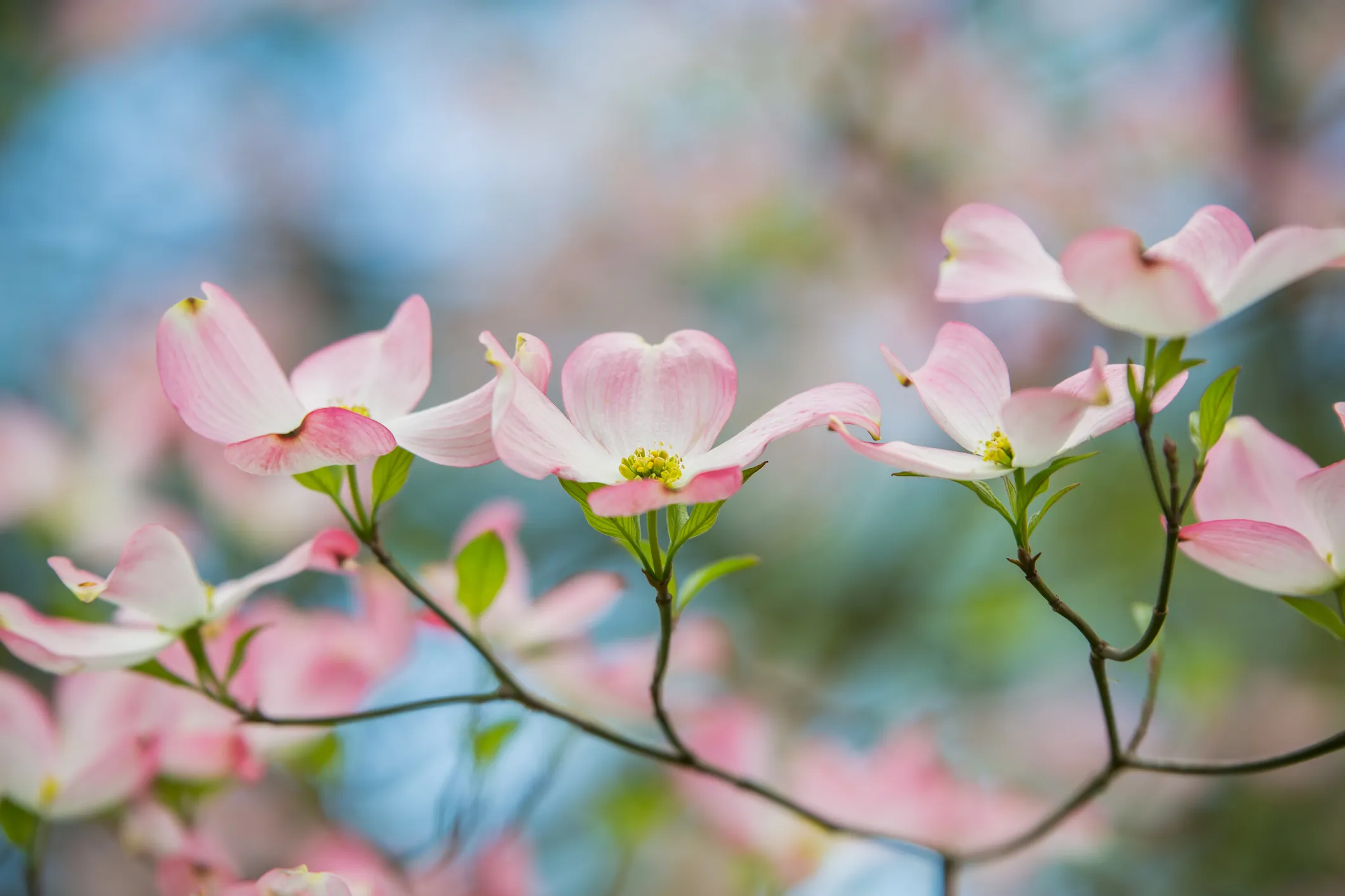 Arbor Day Foundation Store -Arbor Day Foundation Store flowering trees