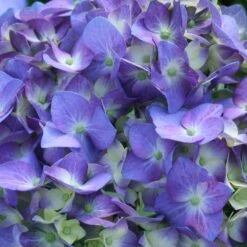 Let's Dance® Blue Jangles Hydrangea Shrub 9 Let's Dance® Blue Jangles Hydrangea Shrub -Arbor Day Foundation Store hydrangea lets dance blue jangles 3