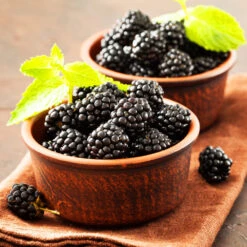 Kiowa Blackberry Bush -Arbor Day Foundation Store kiowa blackberry 3