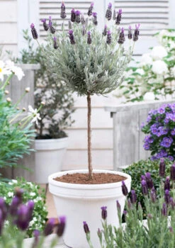 Lavender Standard Topiary Tree -Arbor Day Foundation Store lavender topiary 600