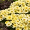 Amazing Daisies® ‘Banana Cream II’ Shasta Daisy -Arbor Day Foundation Store leucanthemum amazing daisies banana cream 600x600 531c4232 61e9 4bcb 9c95 8a26da3c59e2