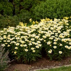 Amazing Daisies® ‘Banana Cream II’ Shasta Daisy -Arbor Day Foundation Store leucanthemum amazing daisies banana cream ii 3