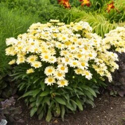 Amazing Daisies® ‘Banana Cream II’ Shasta Daisy -Arbor Day Foundation Store leucanthemum amazing daisies banana cream ii gal