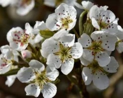 Olympic Giant Asian Pear Tree -Arbor Day Foundation Store olympic pear 450 1