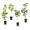 Citrus Tree Variety Kit