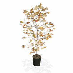 Autumn Blaze® Red Maple Tree -Arbor Day Foundation Store products 5f8d8f31 87b0 4c0c bdb7 89dc64fd77ef