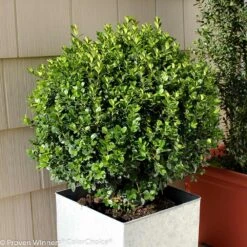 Sprinter® Boxwood Shrub -Arbor Day Foundation Store sprinter boxwood 2 FGT
