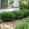 Sprinter® Boxwood Shrub -Arbor Day Foundation Store sprinter boxwood FGT 600x600 1d3de2dc 2862 48c3 9040 bfbaae1bb5e5