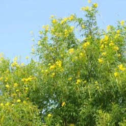 Sundance Tecoma -Arbor Day Foundation Store tECOMA sTANS sUNDANCE 1