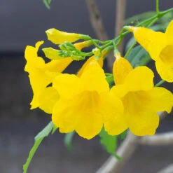Sundance Tecoma -Arbor Day Foundation Store tECOMA sTANS sUNDANCE 3