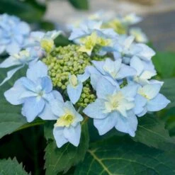 Tuff Stuff Ah-Ha® Hydrangea Shrub -Arbor Day Foundation Store tuff stuff ah ha hydrangea 3