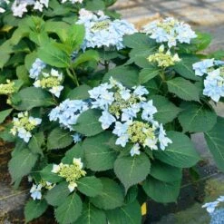Tuff Stuff Ah-Ha® Hydrangea Shrub -Arbor Day Foundation Store tuff stuff ah ha hydrangea 4