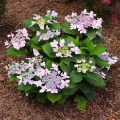 Tuff Stuff Ah-Ha® Hydrangea Shrub -Arbor Day Foundation Store tuff stuff ah ha hydrangea 7 FGT