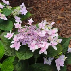 Tuff Stuff Ah-Ha® Hydrangea Shrub -Arbor Day Foundation Store tuff stuff ah ha hydrangea 8