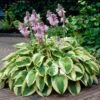 Wide Brim Hosta -Arbor Day Foundation Store wide brim hosta 600x600 82c20dde 9a78 443b 8c87 1eab0aa78f7c