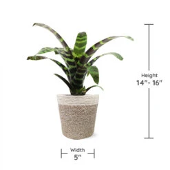 Zebra Plant In Decorative Pot -Arbor Day Foundation Store zebra jute 1