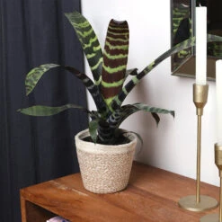 Zebra Plant In Decorative Pot -Arbor Day Foundation Store zebra jute 4